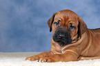 Rhodesian Ridgeback Welpe