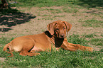 liegender Rhodesian Ridgeback