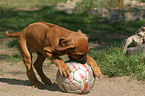 spielender Rhodesian Ridgeback Welpe