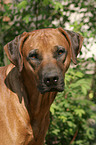 Rhodesian Ridgeback Portrait