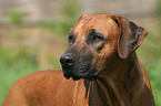 Rhodesian Ridgeback Portrait