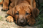 niedlicher Rhodesian Ridgeback Welpe