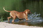 Rhodesian Ridgeback am Wasser