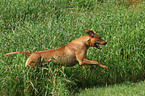 rennender Rhodesian Ridgeback