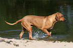 Ridgeback am Wasser