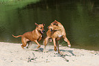 spielende Rhodesian Ridgebacks