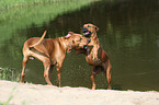 spielende Rhodesian Ridgebacks