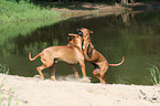 spielende Rhodesian Ridgebacks