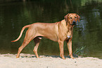 stehender Rhodesian Ridgeback