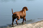 Ridgeback am Wasser