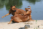 spielende Rhodesian Ridgebacks