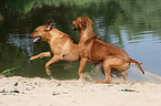 spielende Rhodesian Ridgebacks