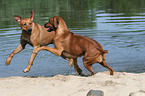 spielende Rhodesian Ridgebacks