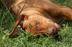 liegender Rhodesian Ridgeback