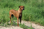 stehender Rhodesian Ridgeback