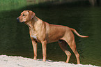 stehender Rhodesian Ridgeback