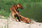 spielende Rhodesian Ridgebacks