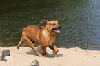 rennender Rhodesian Ridgeback