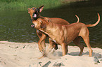 spielende Rhodesian Ridgebacks