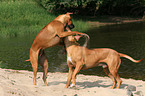 spielende Rhodesian Ridgebacks