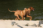 spielende Rhodesian Ridgebacks