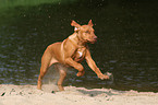 rennender Rhodesian Ridgeback