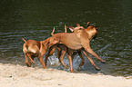 spielende Rhodesian Ridgebacks