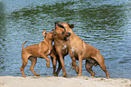 spielende Rhodesian Ridgebacks