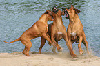 3 spielende Rhodesian Ridgebacks