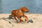 rennender Rhodesian Ridgeback