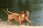 spielende Rhodesian Ridgebacks