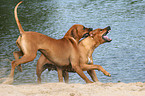 spielende Rhodesian Ridgebacks