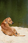 liegender Rhodesian Ridgeback