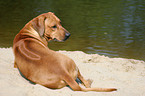 liegender Rhodesian Ridgeback