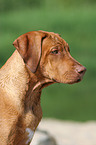 junger Rhodesian Ridgeback