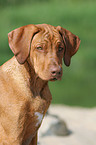 junger Rhodesian Ridgeback