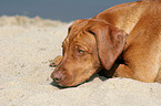 Rhodesian Ridgeback am Strand