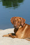 junger Rhodesian Ridgeback