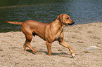 rennender Rhodesian Ridgeback