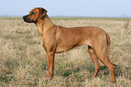 stehender Rhodesian Ridgeback