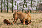 Rhodesian Ridgebacks und Zwergpinscher