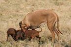 Rhodesian Ridgeback und Zwergpinscher