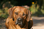 Rhodesian Ridgeback Portrait