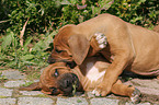 spielende Rhodesian Ridgeback Welpen