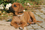 Rhodesian Ridgeback Welpe im Garten