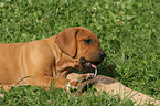 Rhodesian Ridgeback Welpe im Garten