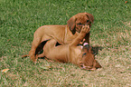 spielende Rhodesian Ridgeback Welpen