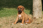 Rhodesian Ridgeback Welpe im Garten