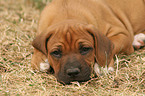 Rhodesian Ridgeback Welpe im Garten