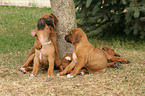 spielende Rhodesian Ridgeback Welpen